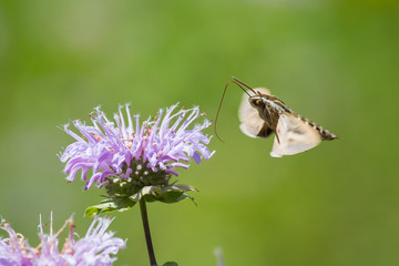 Sphinx Moth, Newton Hills State Park, South Dakota