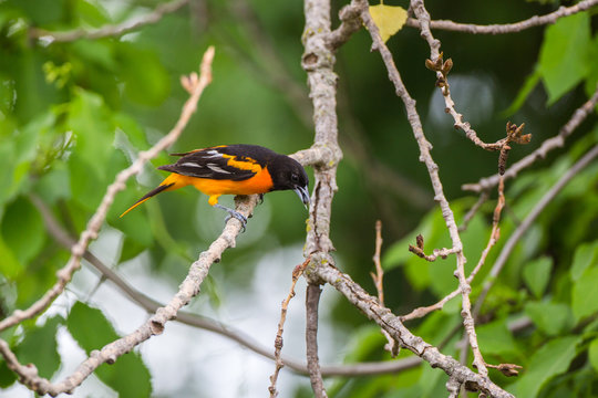 Baltimore Oriole with a snack