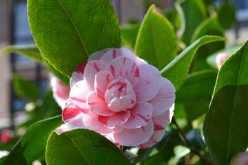 Closeup photograph of a pink Camellia Japonica flower.