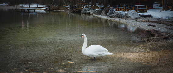 Swan swimming in a enormous river sea lake high in the alps in winter