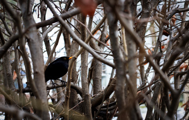 blackbird hiding in a leafless sad bush and looking for food before the winter comes