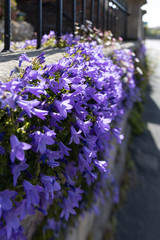 Obraz premium Bellflower plant flowering in the sunshine on a wall in Bristol