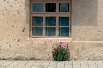 Fototapeta na wymiar Blumen Fenster