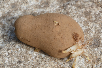Germinated potato with small sprouts on stone background