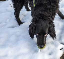 faithful family member dog playing with its human pack and spreading happiness in the snow on a field