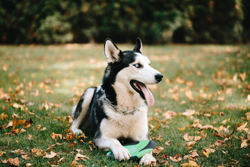 Obraz premium Dog breed Siberian Husky walks in autumn park