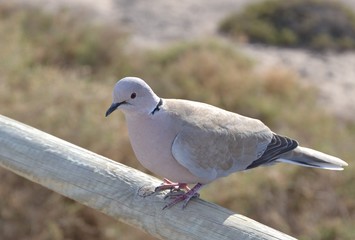 Pigeon sits on the wooden railing