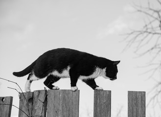 Cat outside house. Beautiful pet