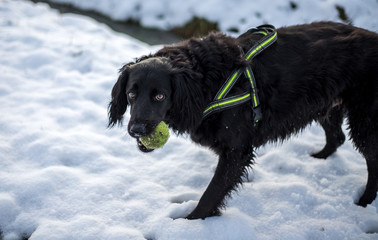 faithful family member dog playing with its human pack and spreading happiness in the snow on a field