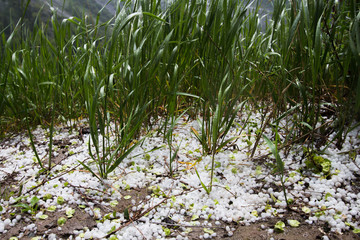 wet grass with hail close up