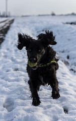 faithful family member dog playing with its human pack and spreading happiness in the snow on a field