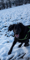 faithful family member dog playing with its human pack and spreading happiness in the snow on a field