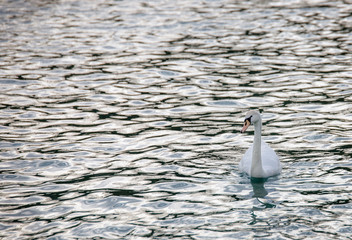swan swimming in a enormous river sea lake in spring