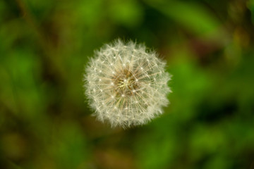 Lightweight fluffy dandelion against green grass background. Waiting for breath of wind. 