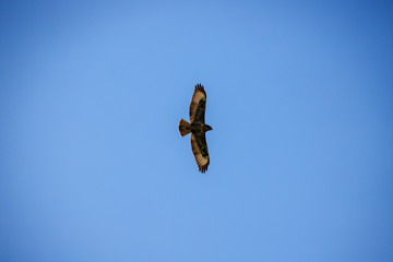mighty eagle flying high in the beautiful blue cloudy sky showing its silhouette in spring