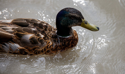 beautiful brown mallard duck with a natural alpine lake surrounded by grass in the austrian alps