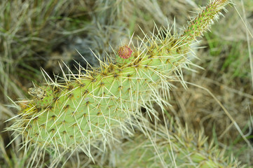 close up of prickly pear with fruit