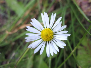 Obraz premium Leucanthemum vulgare (commonly known as the ox-eye daisy, oxeye daisy, dog daisy or Chrysanthemum leucanthemum) flower. Lovely single oxeye daisy flower with yellow disc florets and long white petals