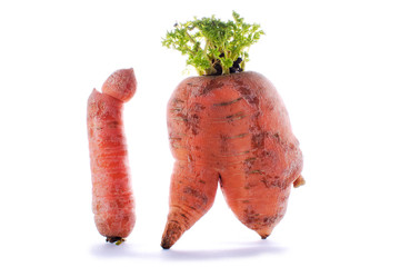 Odd ugly shaped carrots on white background