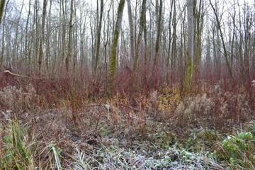 Clearing in Heverlee Forest, Belgium on a cold December day. Various plants and shrubs are covered in frost.