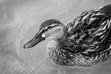 beautiful brown mallard duck with a natural alpine lake surrounded by grass in the austrian alps