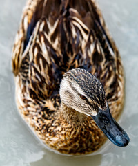 beautiful brown mallard duck with a natural alpine lake surrounded by grass in the austrian alps