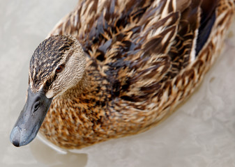 beautiful brown mallard duck with a natural alpine lake surrounded by grass in the austrian alps