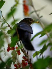 young blackbird merle hiding in a currant plant ant stealing berries from it in the summer