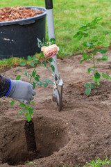 Gardener plants a rose bush in a dug hole