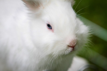 Rabbit