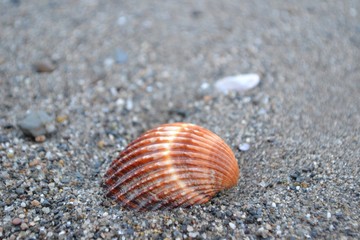 Closeup photograph of a cockle on black sand.