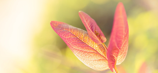 Colourful leaves background on blurred greenery leaf bokeh in garden summer with copy space