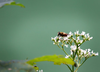 tiny fly on a blossom plant with huge depth of field in spring