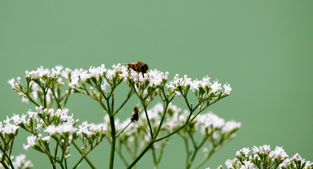 tiny fly on a blossom plant with huge depth of field in spring