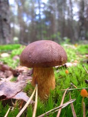 Imleria badia  (commonly known as the bay bolete). Edible, pored mushroom - bay bolete in the forest, lovely closeup with blurred background