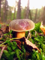 Imleria badia  (commonly known as the bay bolete). Edible, pored mushroom - bay bolete in the forest, lovely closeup with blurred background