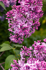 Fototapeta premium Lilac flowers bunch over blurred background. Beautiful violet Lilac flower. Nature background.