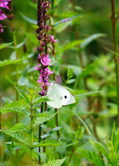 white butterfly on a pink blossom plant with huge depth of field and green background in spring