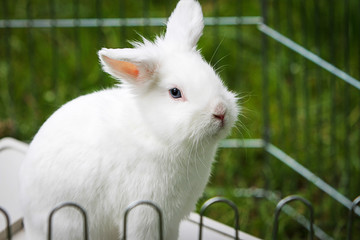 Rabbit
