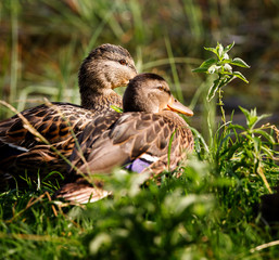 beautiful brown mallard duck with a natural alpine lake surrounded by grass in the austrian alps
