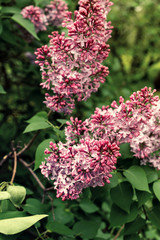 Fototapeta premium Lilac flowers bunch over blurred background. Beautiful violet Lilac flower. Nature background.