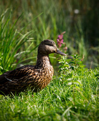 beautiful brown mallard duck with a natural alpine lake surrounded by grass in the austrian alps