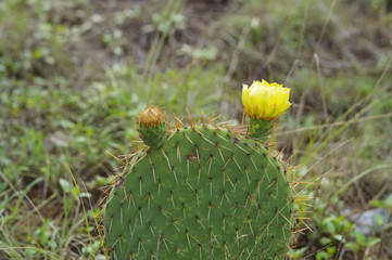 prickly pear with yellow flower and blossom