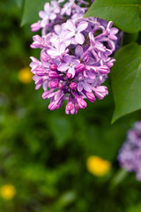 Lilac flowers bunch over blurred background. Beautiful violet Lilac flower. Nature background.