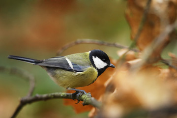 Obraz na płótnie Canvas The great tit (Parus major) is the largest of the tits and is found throughout Eurasia