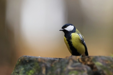 The great tit (Parus major) is the largest of the tits