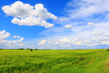 Wheat field against a blue sky