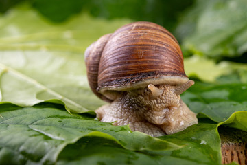 Snail of pomatia on maple leaves. Snail on a forest path in the forest.