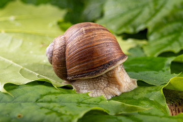 Snail of pomatia on maple leaves. Snail on a forest path in the forest.