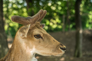 deer staring straight back at the camera -